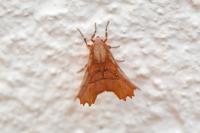 Selenia lunularia