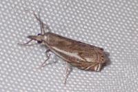 Crambus lathoniellus