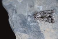 Acronicta auricoma
