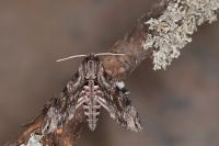 Agrius convolvuli