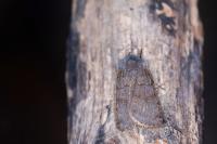 Agrotis cinerea
