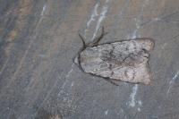 Agrotis simplonia