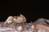 Autographa aemula