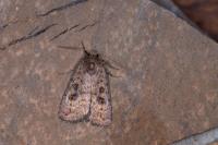 Caradrina morpheus