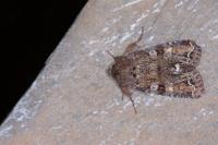 Ceramica pisi