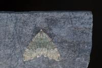 Colostygia aqueata aqueata