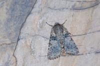 Hadena caesia caesia