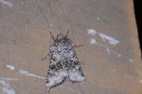 Hecatera bicolorata