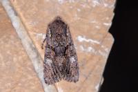 Mniotype adusta