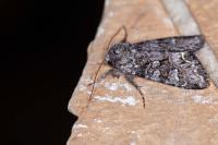 Papestra biren