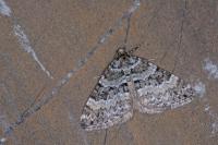 Perizoma minorata