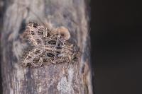 Sideridis reticulata