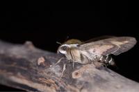 Hyles gallii