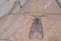 Agrotis simplonia