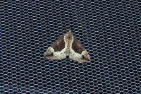 Hypena crassalis