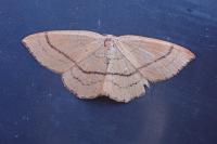 Cyclophora linearia