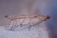 Ephestia woodiella