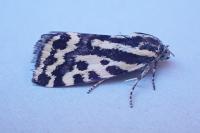 Emmelia trabealis