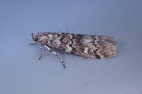 Dioryctria abietella