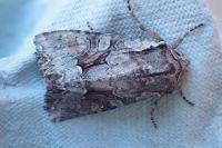 Lacanobia w-latinum