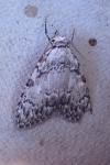 Meganola strigula