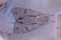 Acronicta psi