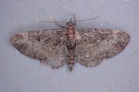Pasiphila rectangulata
