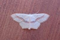 Scopula imitaria
