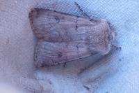 Agrotis cinerea