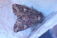 Mamestra brassicae