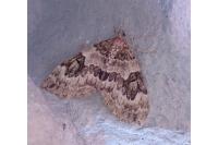 Thera britannica/variata