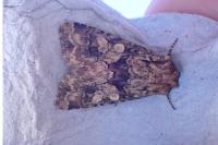 Conisania luteago olbiena