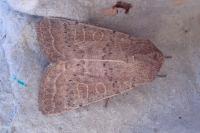 Hoplodrina ambigua