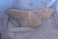 Idaea straminata
