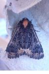 Catephia alchymista