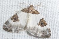 Plemyria rubiginata