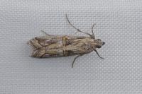 Asalebria florella
