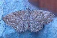 Scopula immorata