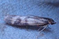 Homoeosoma sinuella