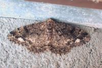 Parectropis similaria
