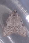 Nola confusalis