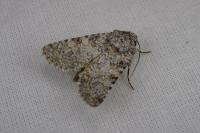 Hadena luteocincta