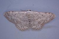 Scopula marginepunctata
