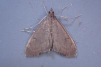 Anania terrealis
