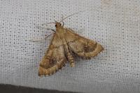 Metasia ibericalis