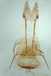 Pasiphila chloerata