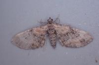 Eupithecia linariata
