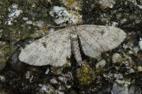 Eupithecia indigata