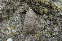 Hoplodrina ambigua