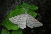 Perconia strigillaria